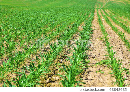Young corn plants in a field. Maize or sweetcorn plants background. Cornfield texture 68848685
