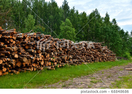 Large quantity of cut and stacked pine timber in forest for transported. Stack of cut logs Large quantity of cut and stacked pine timber in forest for transported. Stack of cut logs 68848686