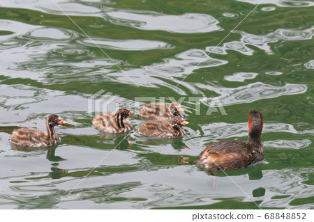 格里伯的父母和孩子 68848852