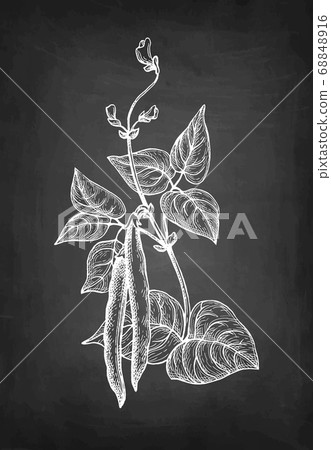 Chalk sketch of common bean 68848916