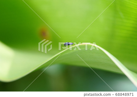 Insects and green leaves Insects and green leaves 68848971