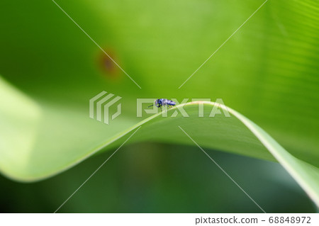 Insects and green leaves 68848972
