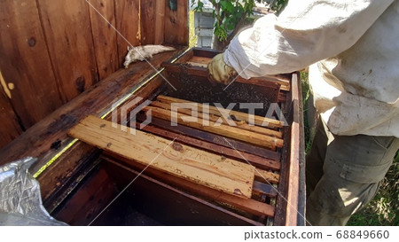 Honeycomb with bee honey in the hive Honeycomb with bee honey in the hive 68849660