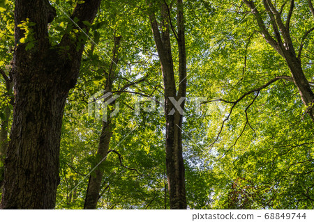 青森縣十和田市of沼長廊山毛櫸林風光 68849744