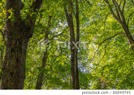 Scenery of Tsutanuma Promenade Beech Forest, Towada City, Aomori Prefecture 68849745