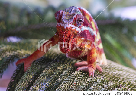 Chameleon furcifer pardalis ambilobe panther 68849903