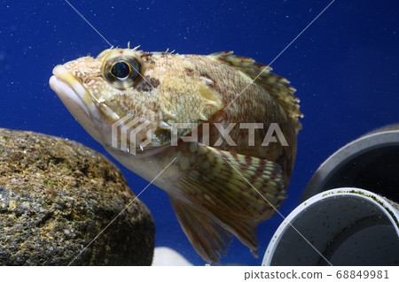 蝎子魚 68849981