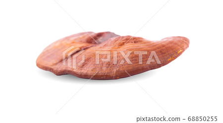 Lingzhi Mushroom Ganoderma Lucidum Isolated on white background. Lingzhi Mushroom Ganoderma Lucidum Isolated on white background. 68850255