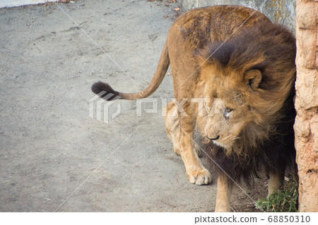 雄獅 雄獅 68850310