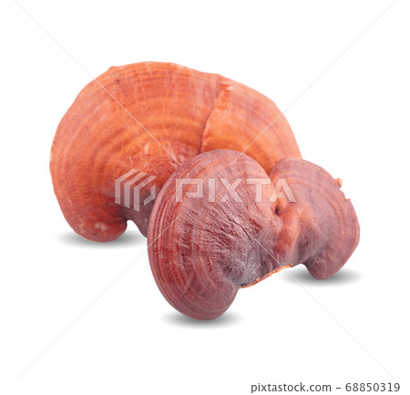 Lingzhi Mushroom Ganoderma Lucidum Isolated on Lingzhi Mushroom Ganoderma Lucidum Isolated on 68850319