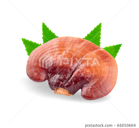 Lingzhi Mushroom Ganoderma Lucidum Isolated on 68850669