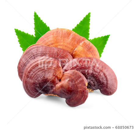 Lingzhi Mushroom Ganoderma Lucidum Isolated on Lingzhi Mushroom Ganoderma Lucidum Isolated on 68850673