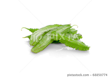 winged bean on white background winged bean on white background 68850774