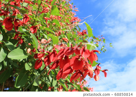 American deigo flower blue sky background American deigo flower blue sky background 68850814