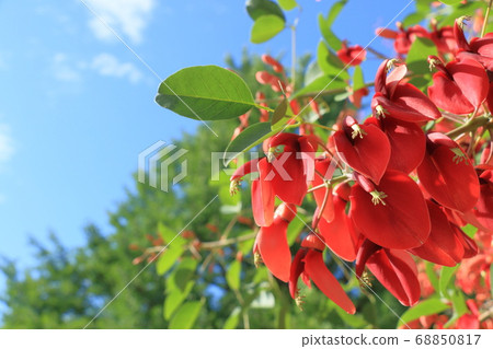 American deigo flower blue sky background American deigo flower blue sky background 68850817