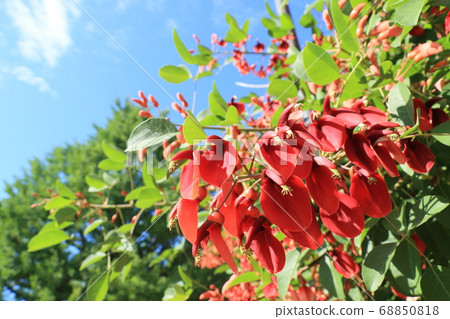 American deigo flower blue sky background 68850818