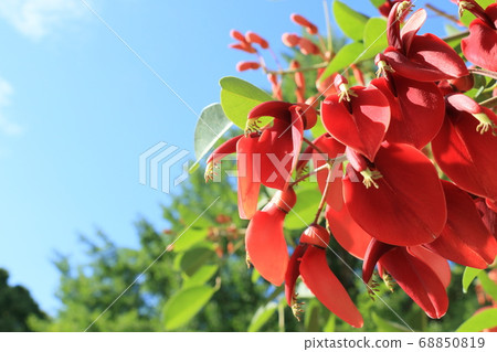 美國Deigo花藍天背景 美國Deigo花藍天背景 68850819