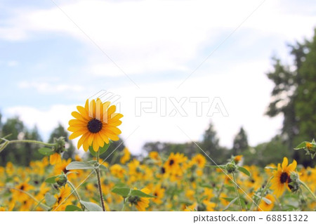 Sunflower field 68851322