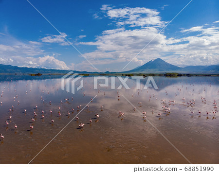 Aerial Shot. A flock of lesser flamingos Flying Above Brown Salt Water of Lake Natron with Ol Doinyo Lengai Volcano on Background. Tanzania, East Africa Aerial Shot. A flock of lesser flamingos Flying Above Brown Salt Water of Lake Natron with Ol Doinyo Lengai Volcano on Background. Tanzania, East Africa 68851990