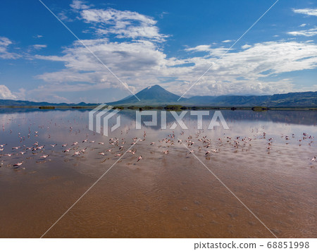 Aerial Shot. A flock of lesser flamingos Flying Above Brown Salt Water of Lake Natron with Ol Doinyo Lengai Volcano on Background. Tanzania, East Africa Aerial Shot. A flock of lesser flamingos Flying Above Brown Salt Water of Lake Natron with Ol Doinyo Lengai Volcano on Background. Tanzania, East Africa 68851998
