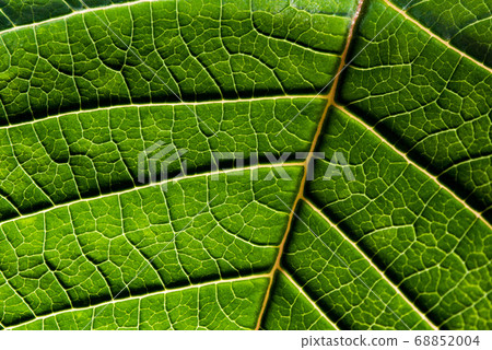 A leaf of a plant photographed at close range A leaf of a plant photographed at close range 68852004