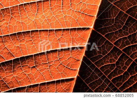 A leaf of a plant photographed at close range 68852005