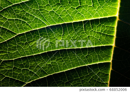 A leaf of a plant photographed at close range A leaf of a plant photographed at close range 68852006
