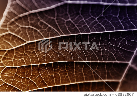 A leaf of a plant photographed at close range A leaf of a plant photographed at close range 68852007