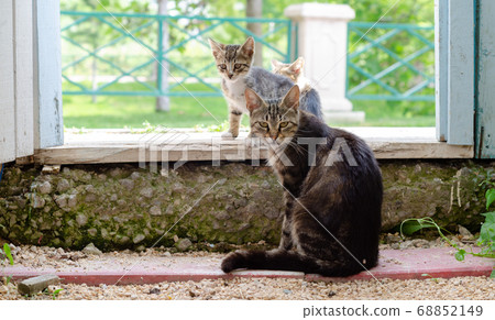 Mother cat and two puppies Mother cat and two puppies 68852149