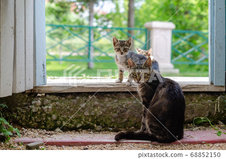 Mother cat and two puppies Mother cat and two puppies 68852150