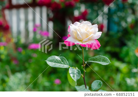 White&pink rose at the garden 68852151