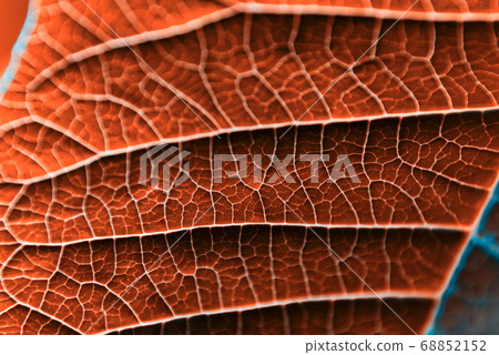 A leaf of a plant photographed at close range 68852152