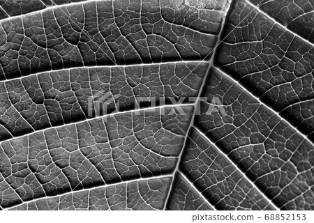 A leaf of a plant photographed at close range 68852153