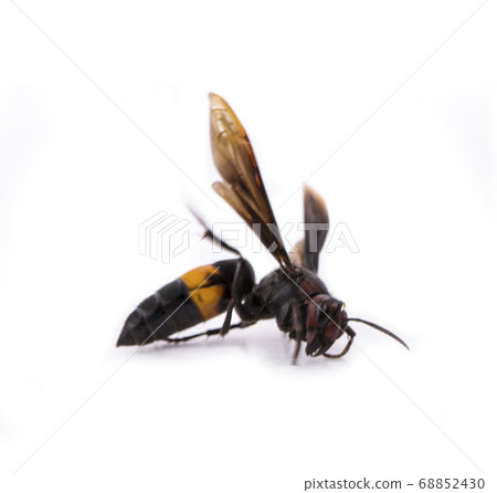 Dead Waspe on isolated white background Dead Waspe on isolated white background 68852430