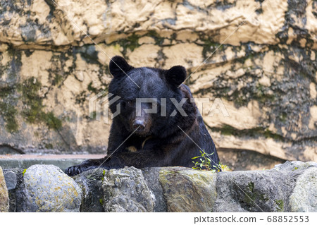 Tama Zoological Park, Black Bear 68852553