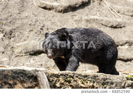 Tama Zoological Park, Black Bear 68852590
