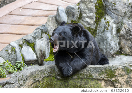 Tama Zoological Park, Black Bear Tama Zoological Park, Black Bear 68852610