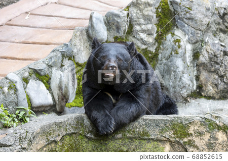 Tama Zoological Park, Black Bear 68852615