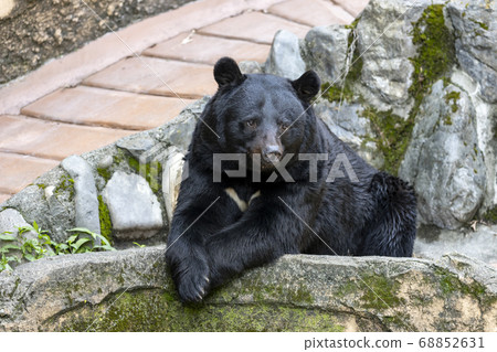 Tama Zoological Park, Black Bear 68852631