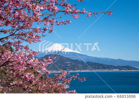 Kawazu Sakura and Mt. Fuji 68853006