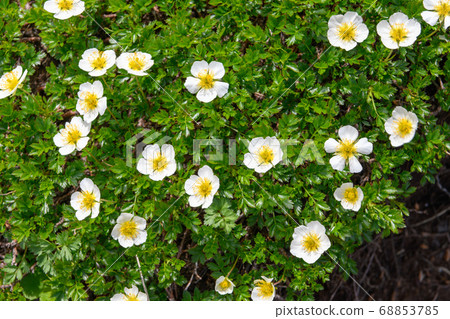 長海山高山植物（Chingulma） 68853785