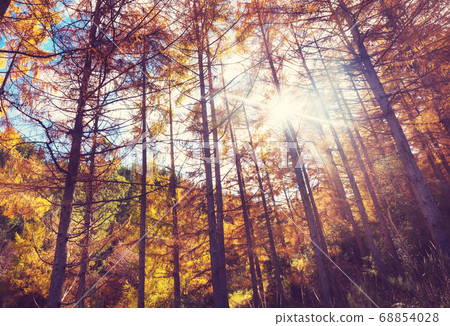 Larch Larch 68854028