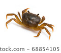 Japanese crab (Geothelphusa dehaani) 68854105