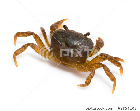 Japanese crab (Geothelphusa dehaani) Japanese crab (Geothelphusa dehaani) 68854105