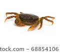 Japanese crab (Geothelphusa dehaani) 68854106