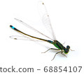 Damselfly (Ischnura senegalensis) 68854107