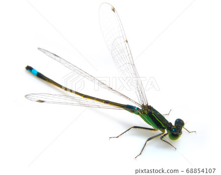 豆娘（Ischnura senegalensis） 68854107