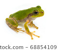 Tree frog (Hyla japonica) 68854109