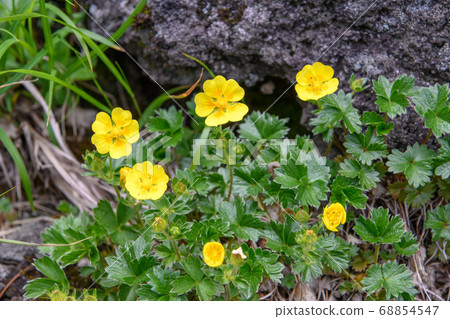 Mt. Chokai, alpine plant 68854547