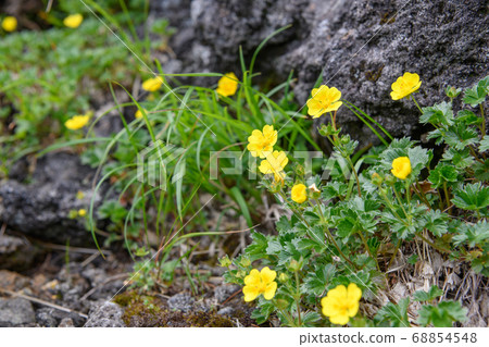 Mt. Chokai, alpine plant 68854548